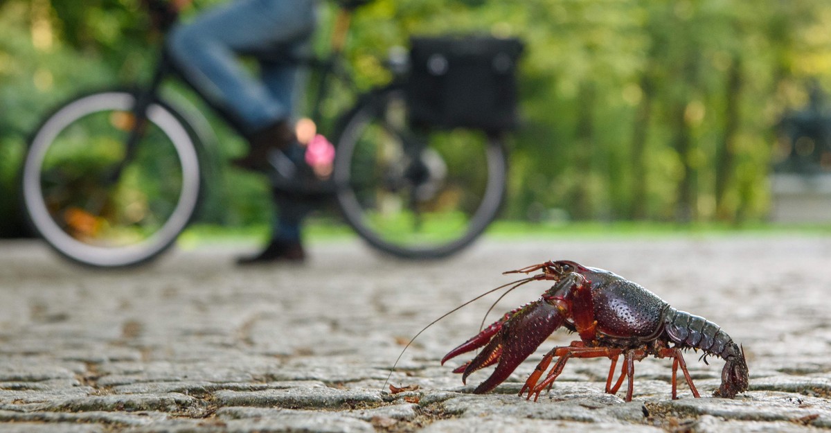 The Netherlands Will Never Be Rid of Louisiana Crawfish