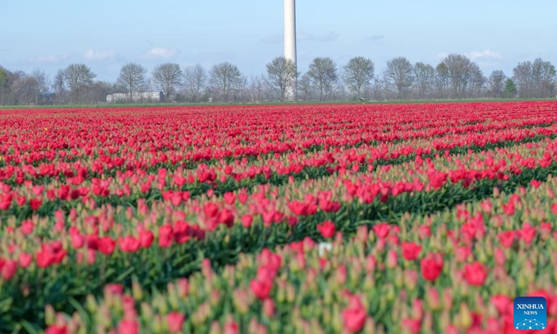 Tulip field in Flevoland, the Netherlands